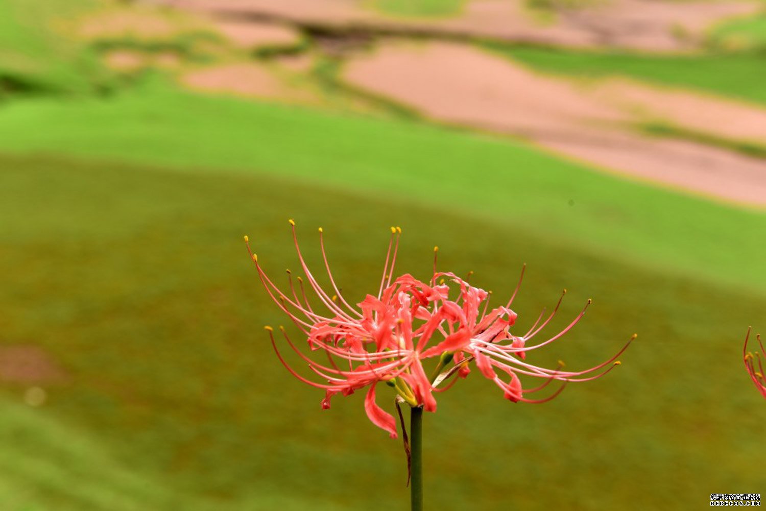 彼岸花，曼珠沙华