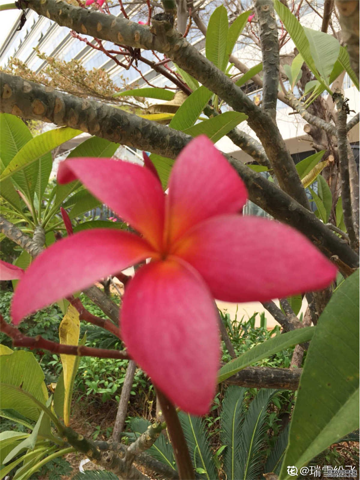 鸡蛋花