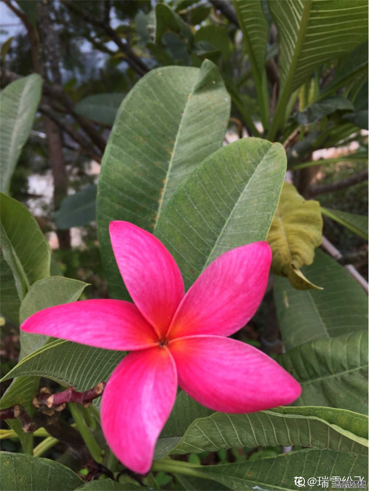 红鸡蛋花