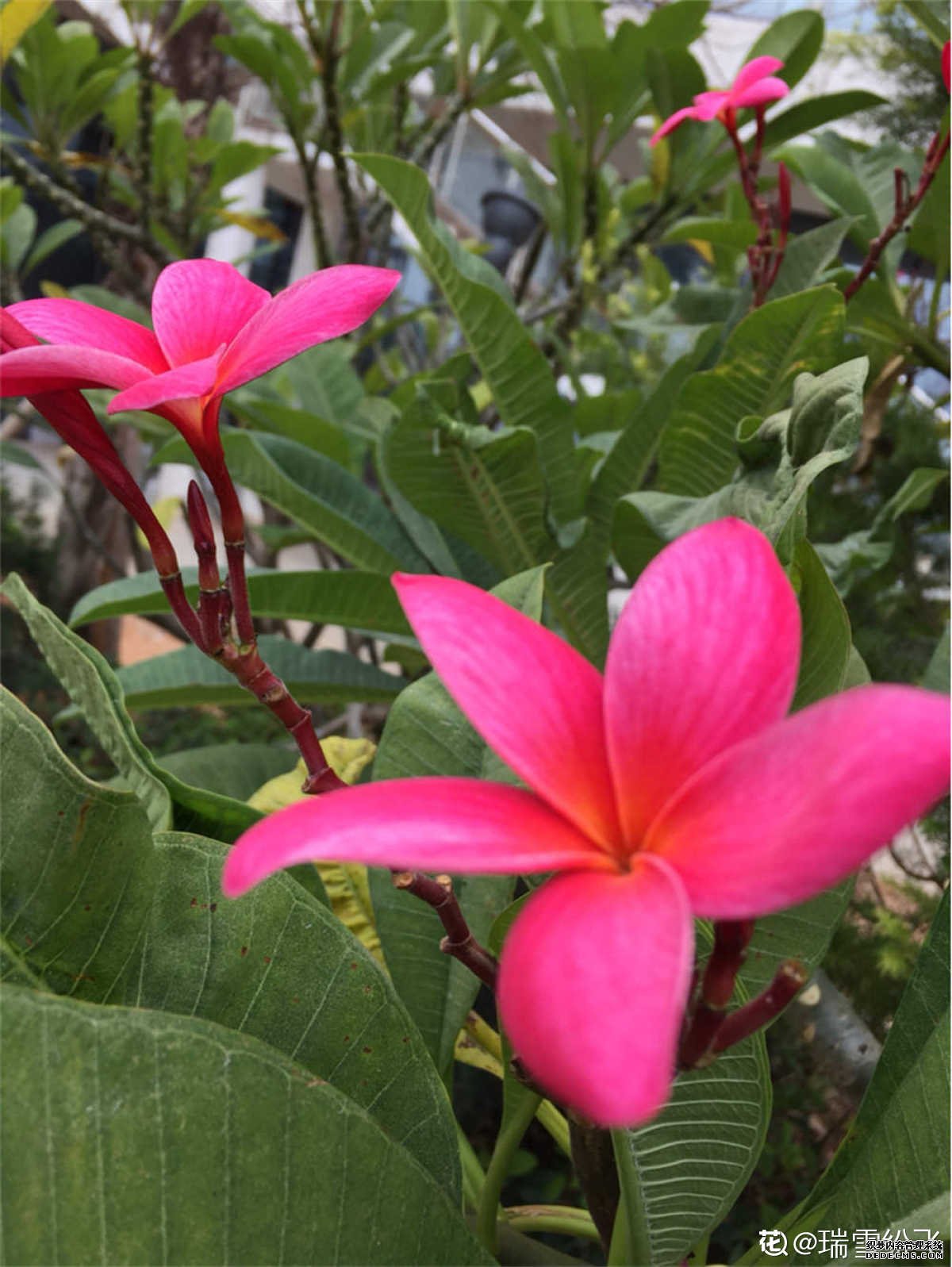 红色鸡蛋花