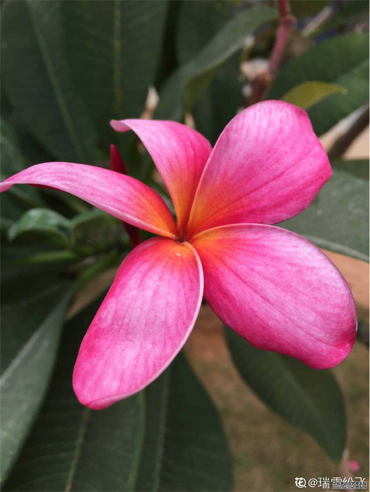 鲜艳的红鸡蛋花