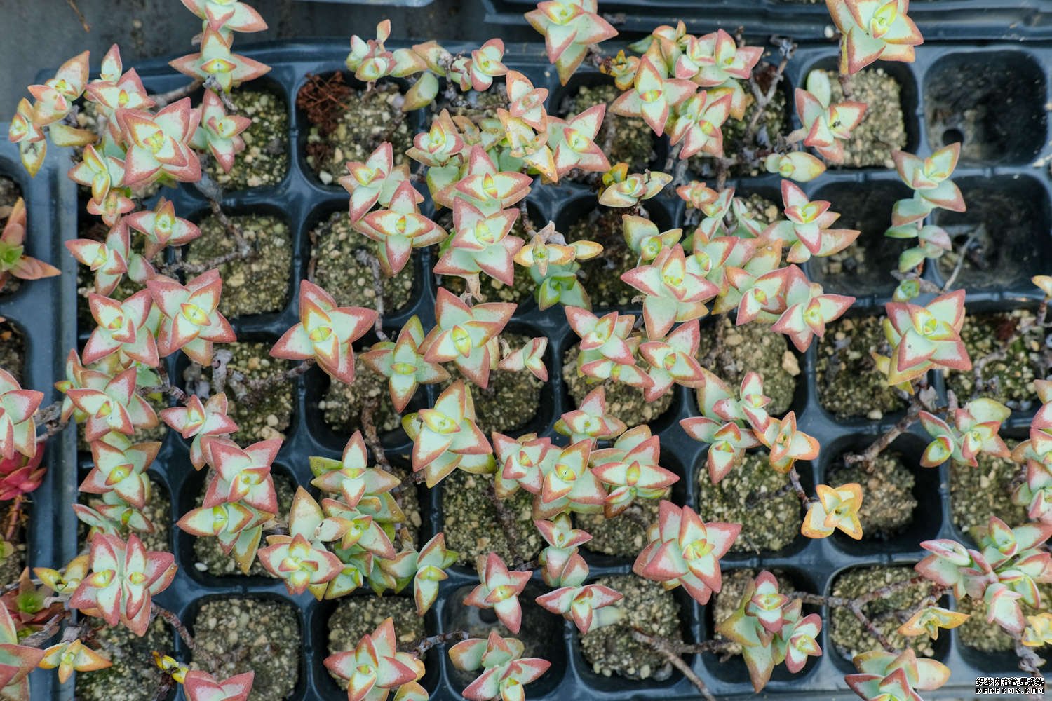 小米星图片