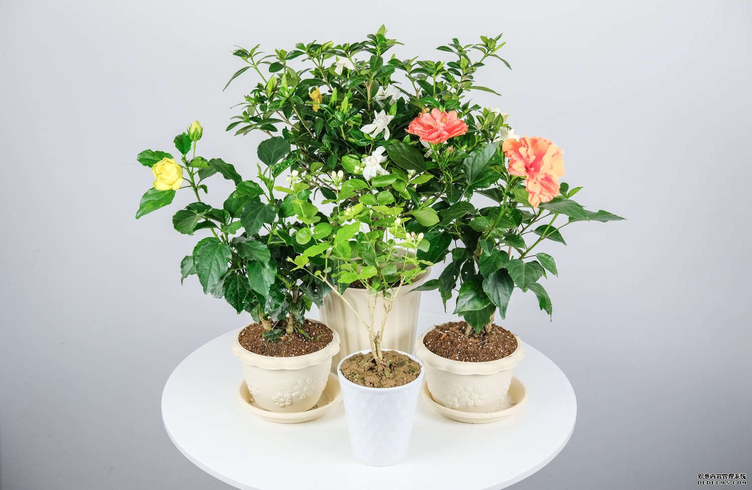 扶桑花