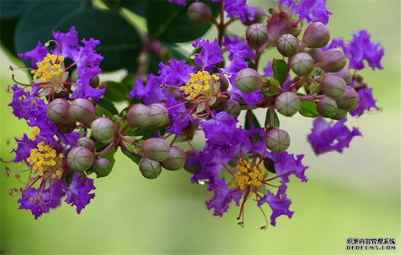 紫薇花