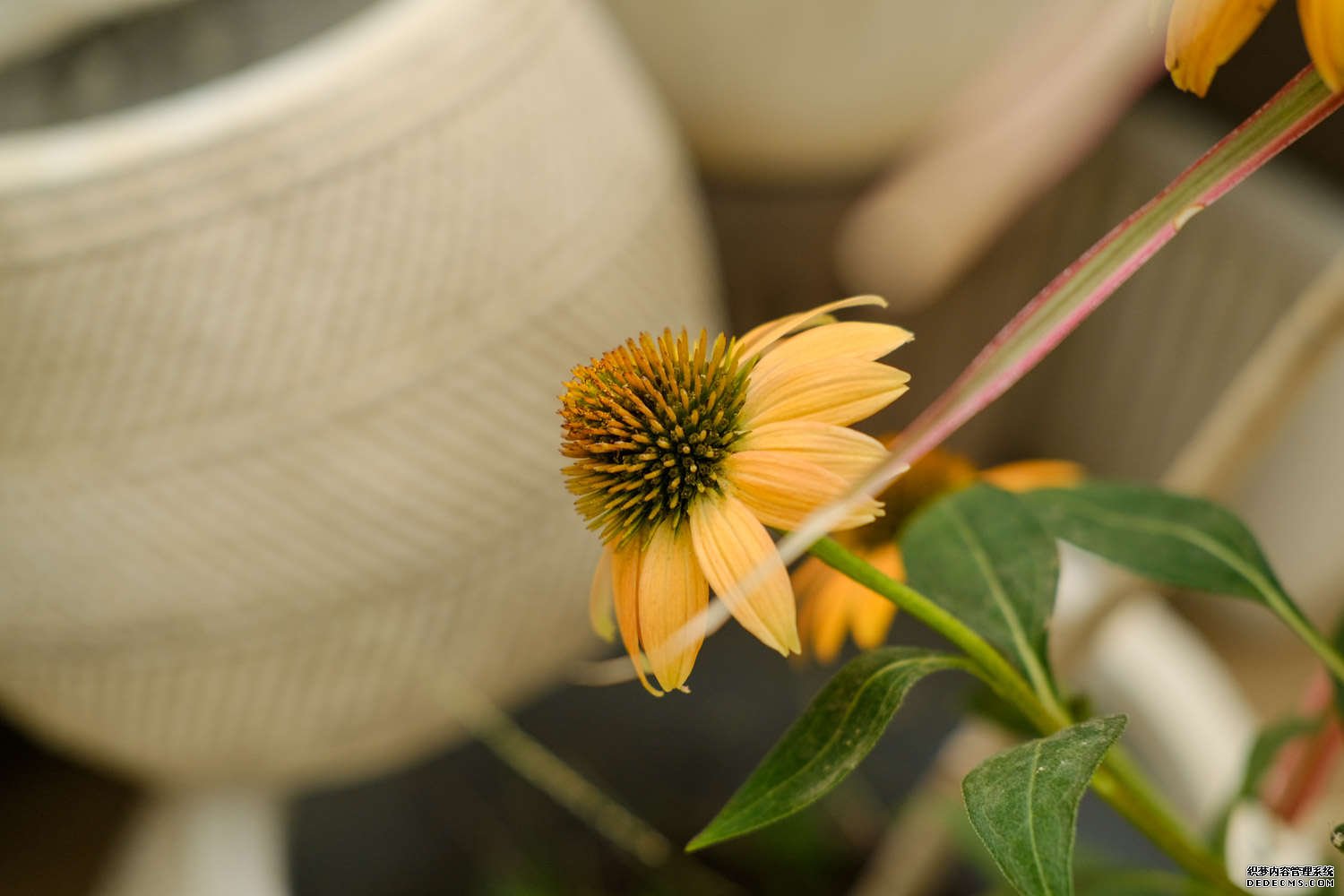 留连戏蝶时时舞——松果菊