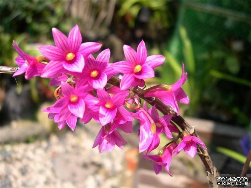 与红花石斛邂逅