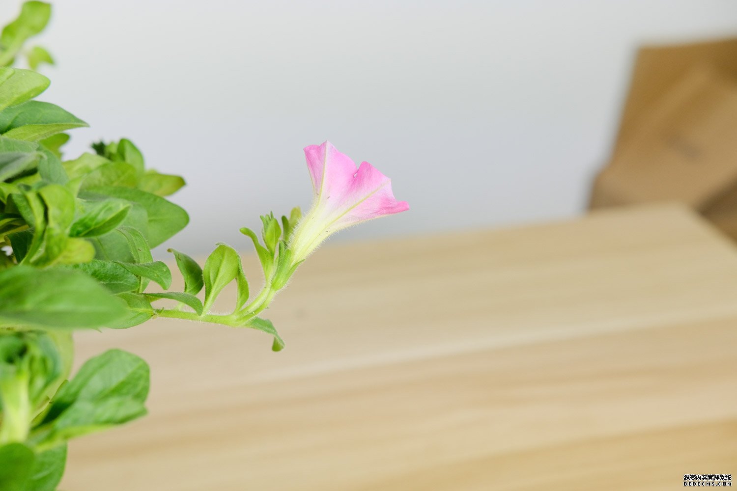 悬挂的矮牵牛