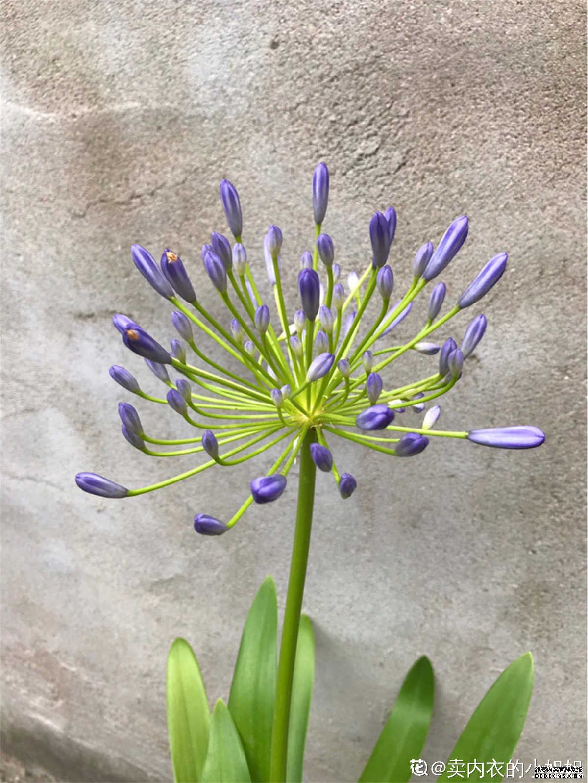 百朵莲花似子心——百子莲