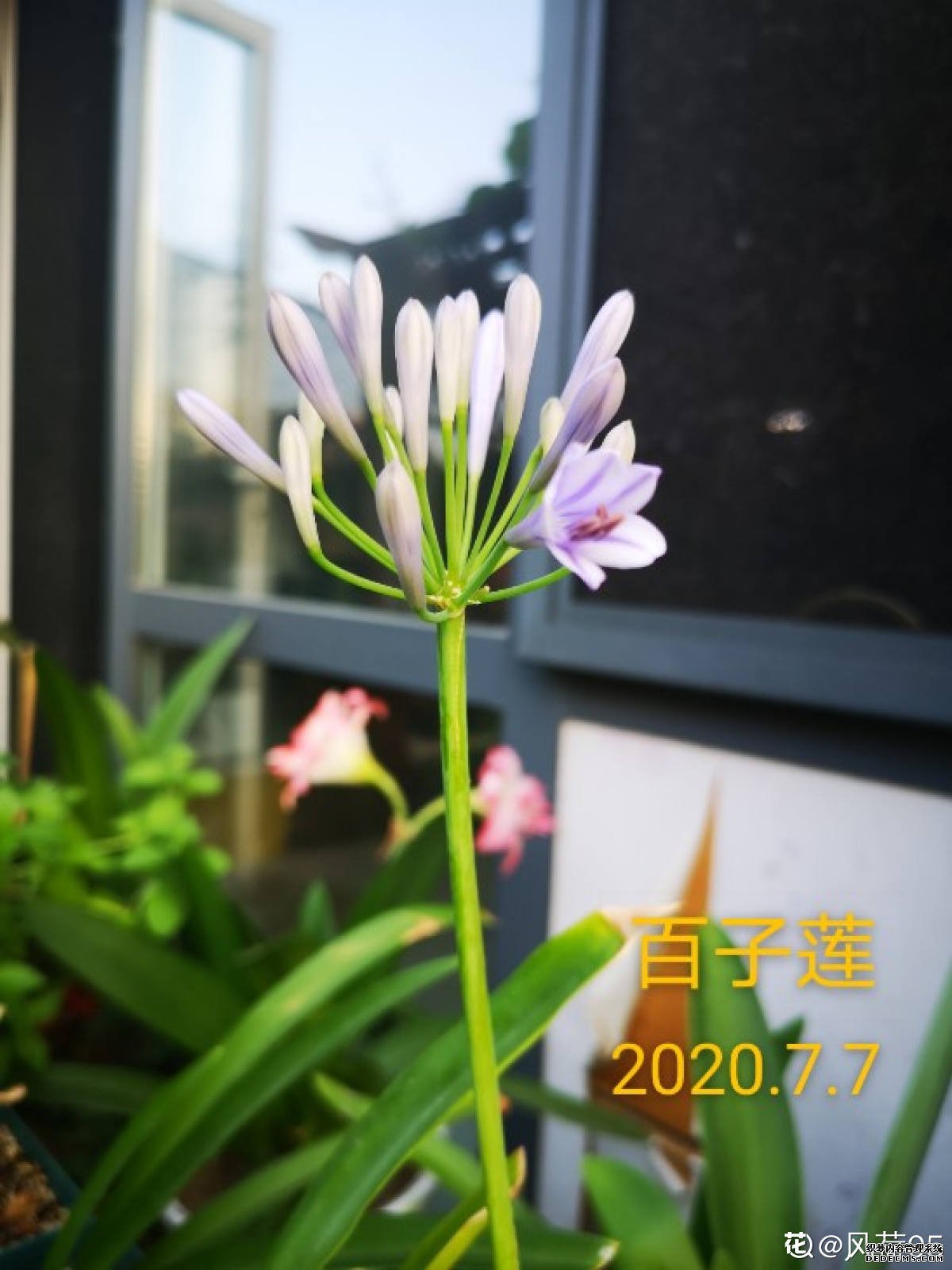 朵朵花开百子莲