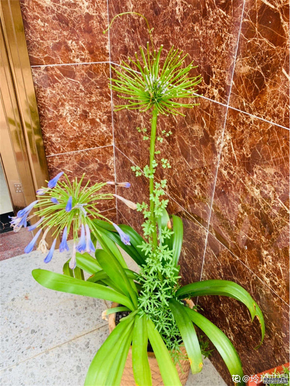 雨后清新百子莲