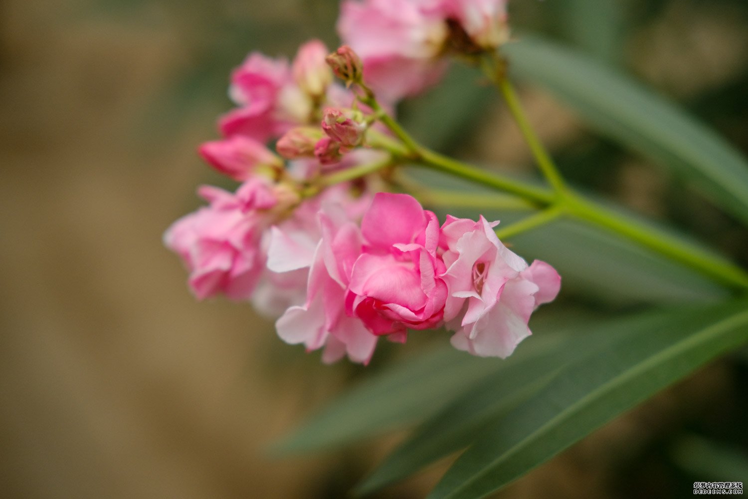 夹竹桃花枝