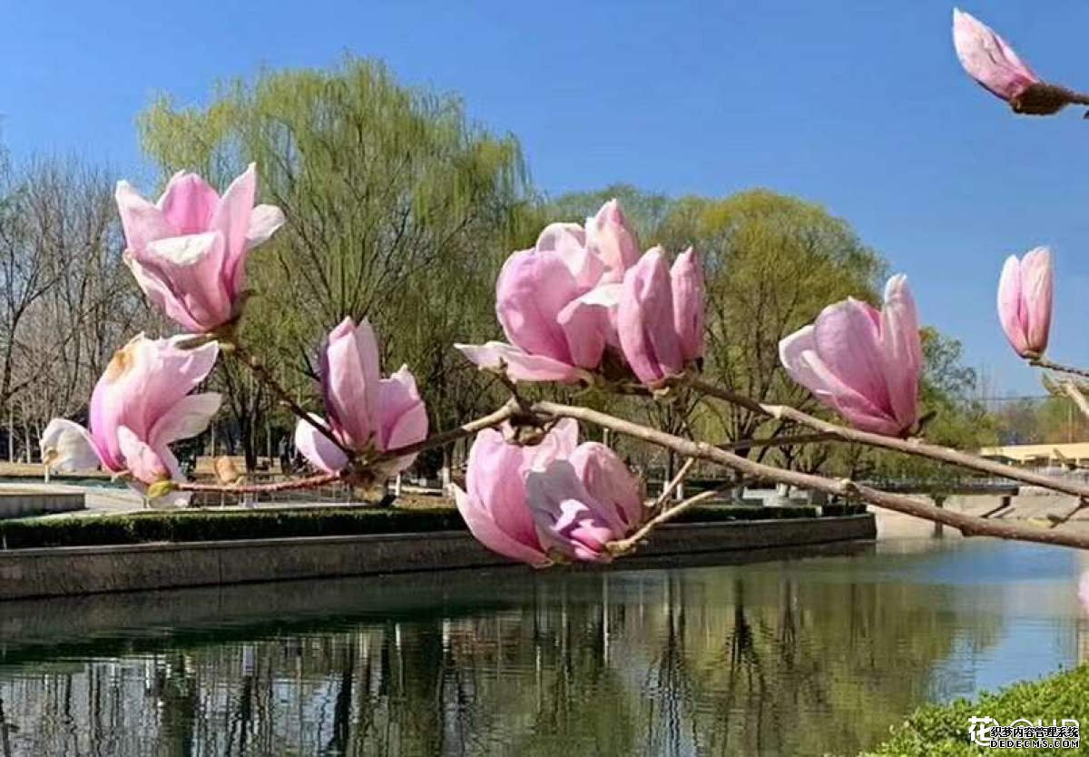 锦绣木兰