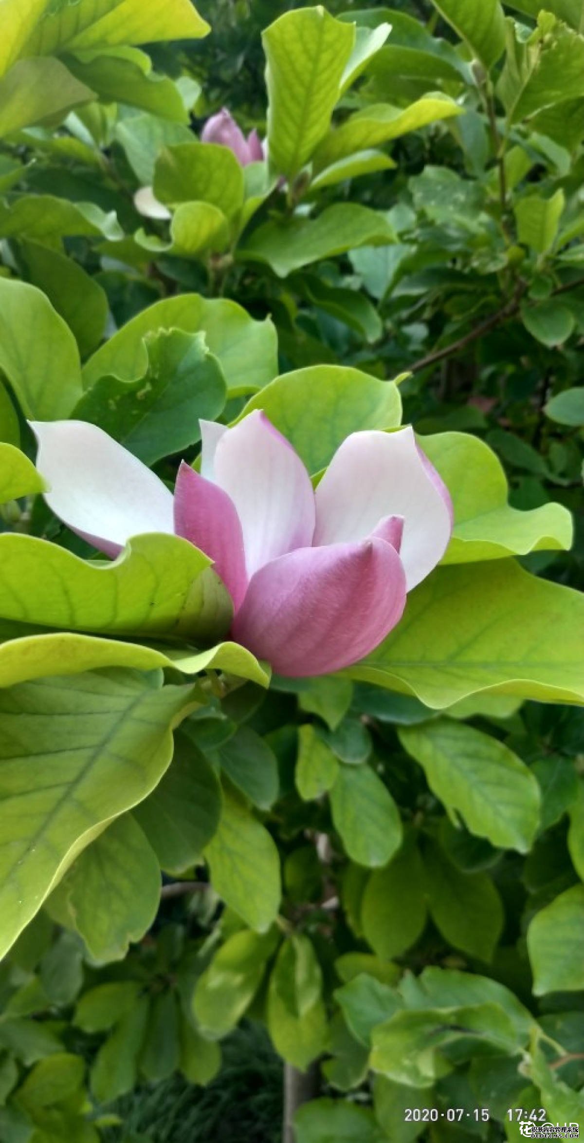 木兰出征