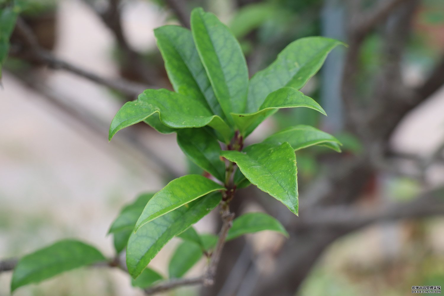 独占三秋压群芳