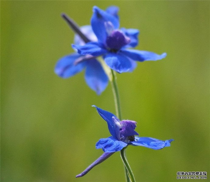 蓝雀花图片