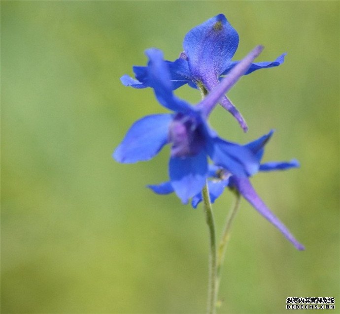 蓝雀花美图