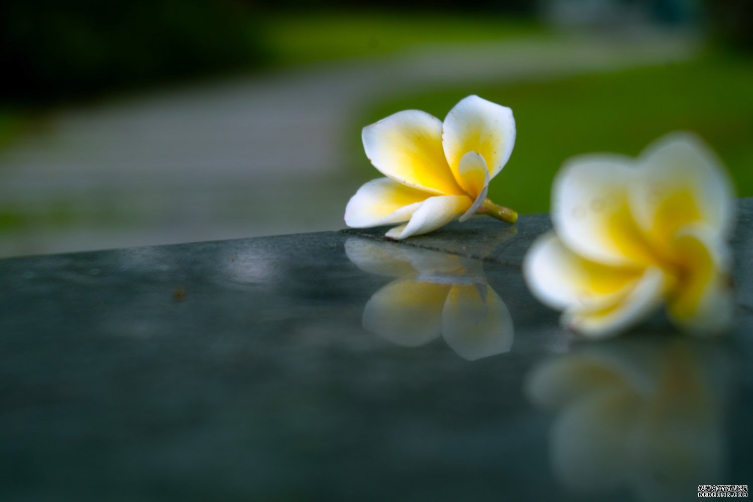 希望---鸡蛋花