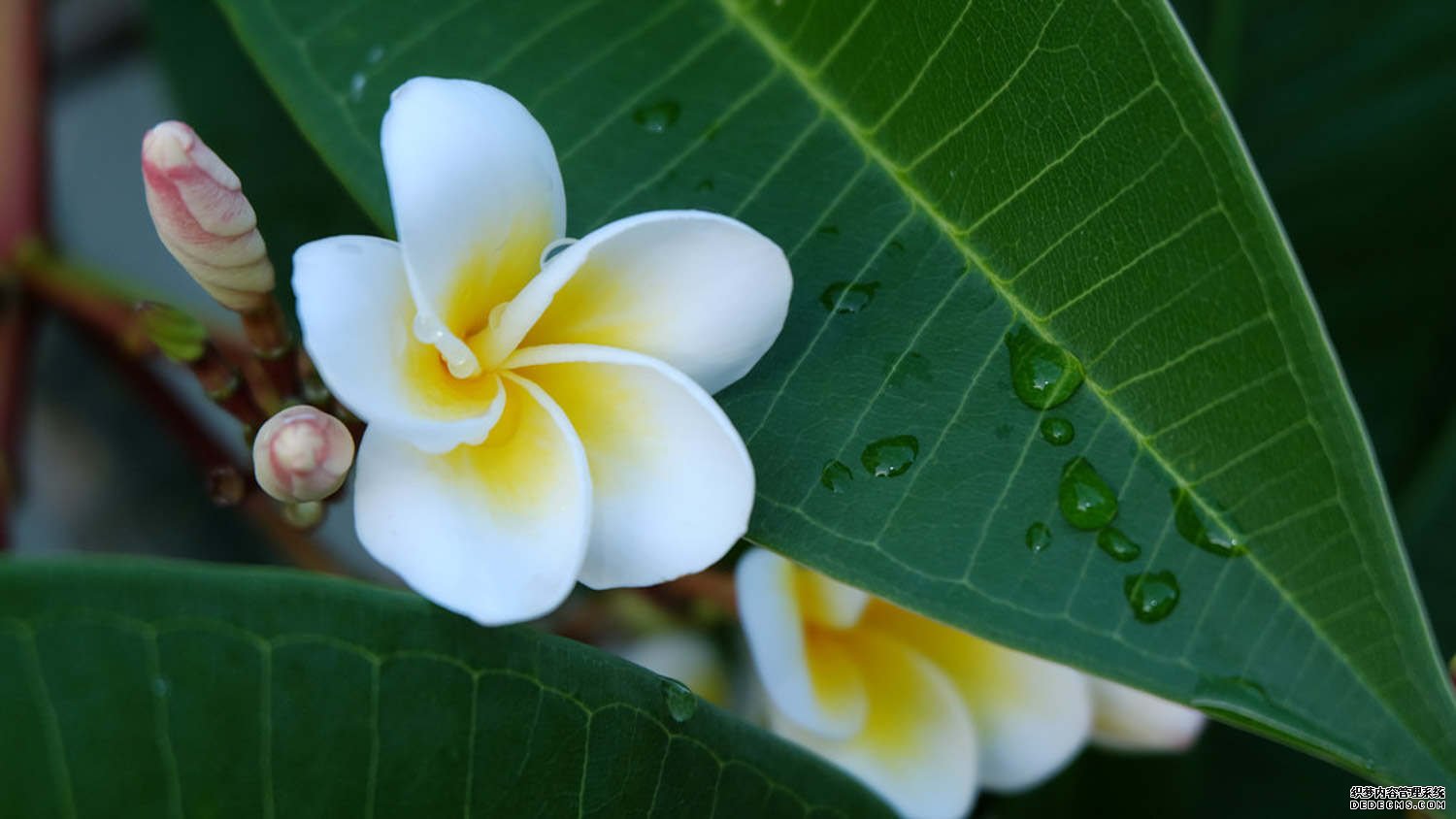 淡淡的鸡蛋花