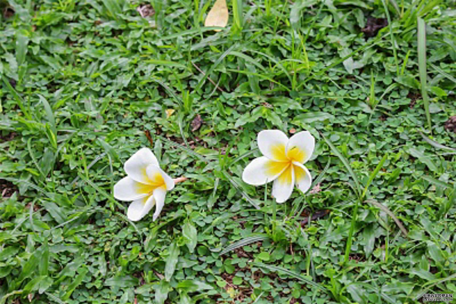 鸡蛋花开