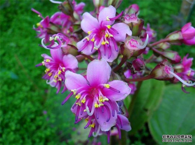 虎颜花美图欣赏