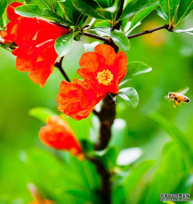 繁花似锦