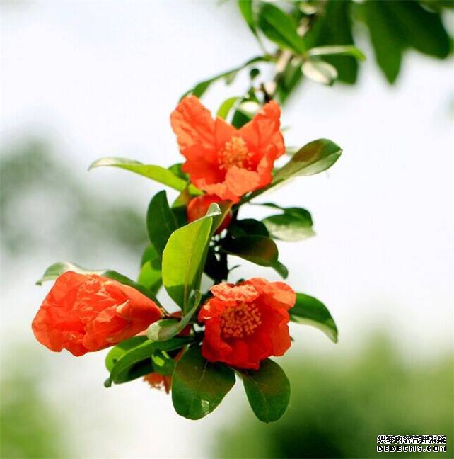 石榴花花语