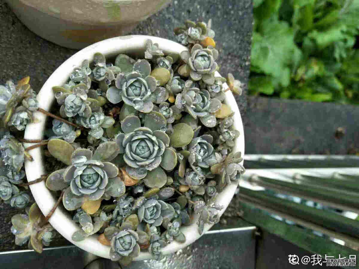 子持年华的美图