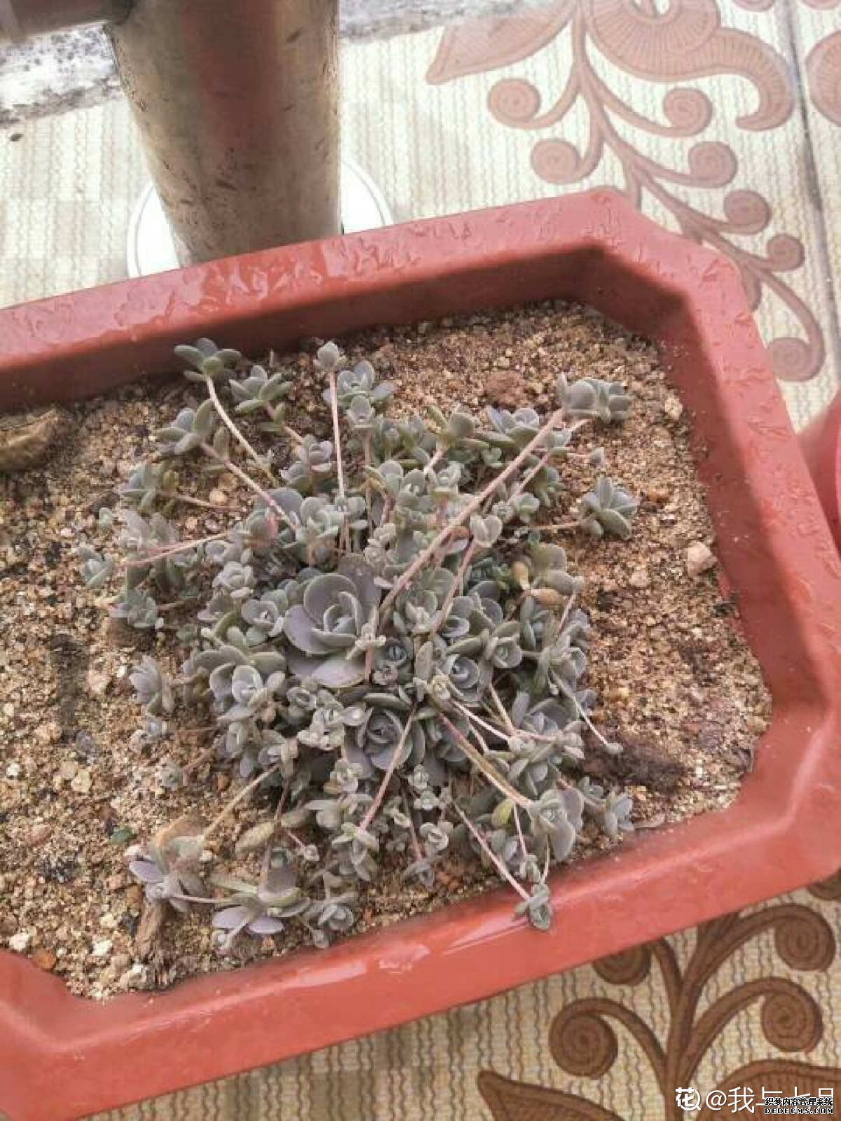 子持年华图片