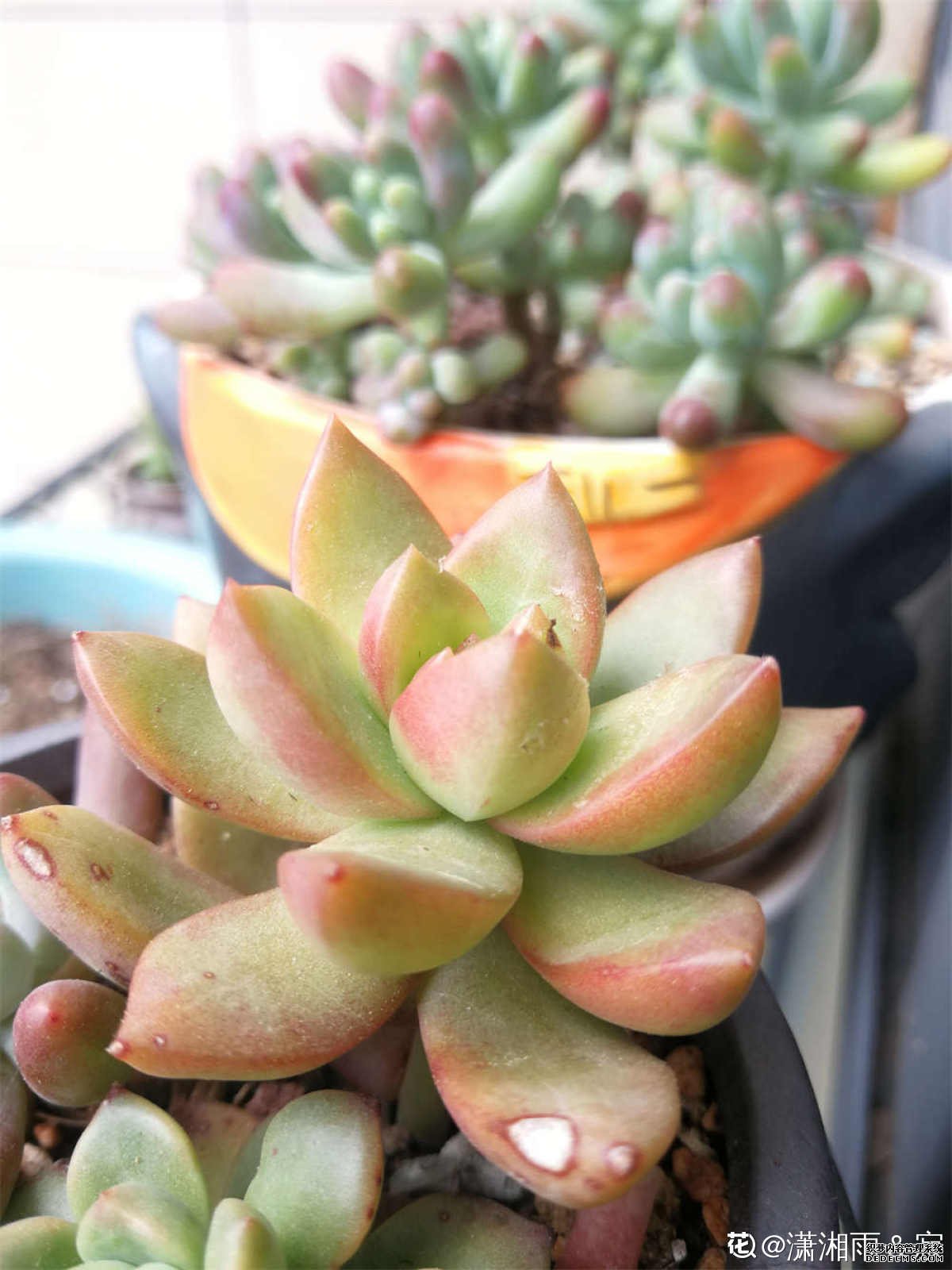 雅致的黄丽