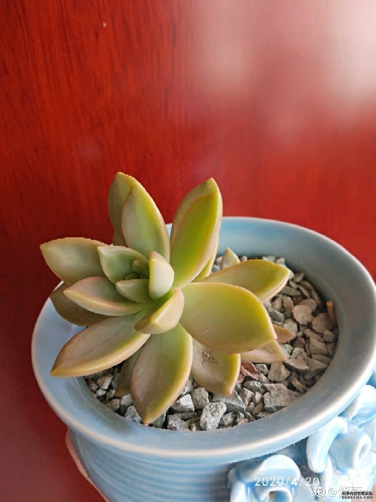 黄丽