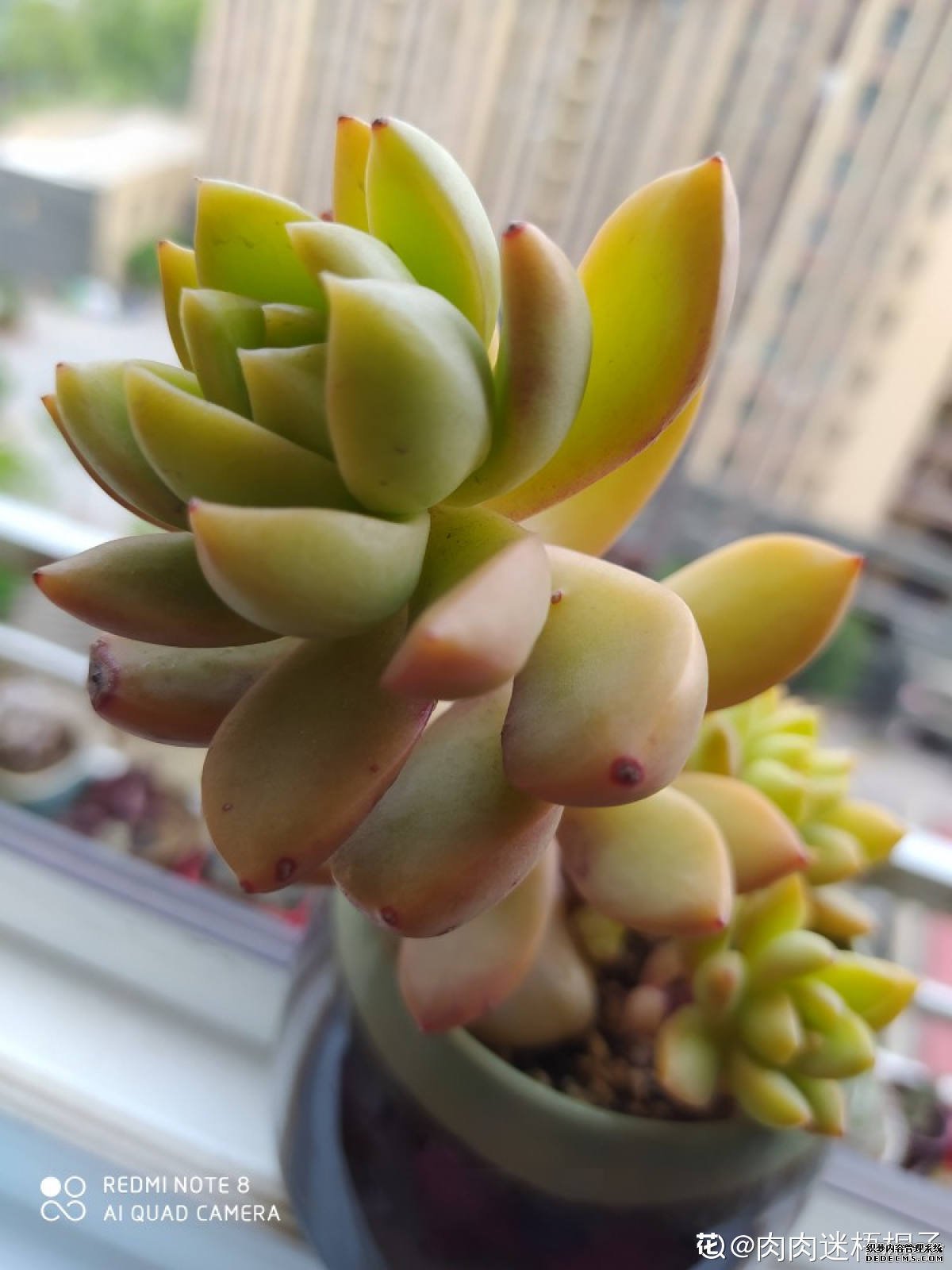 黄丽的图片