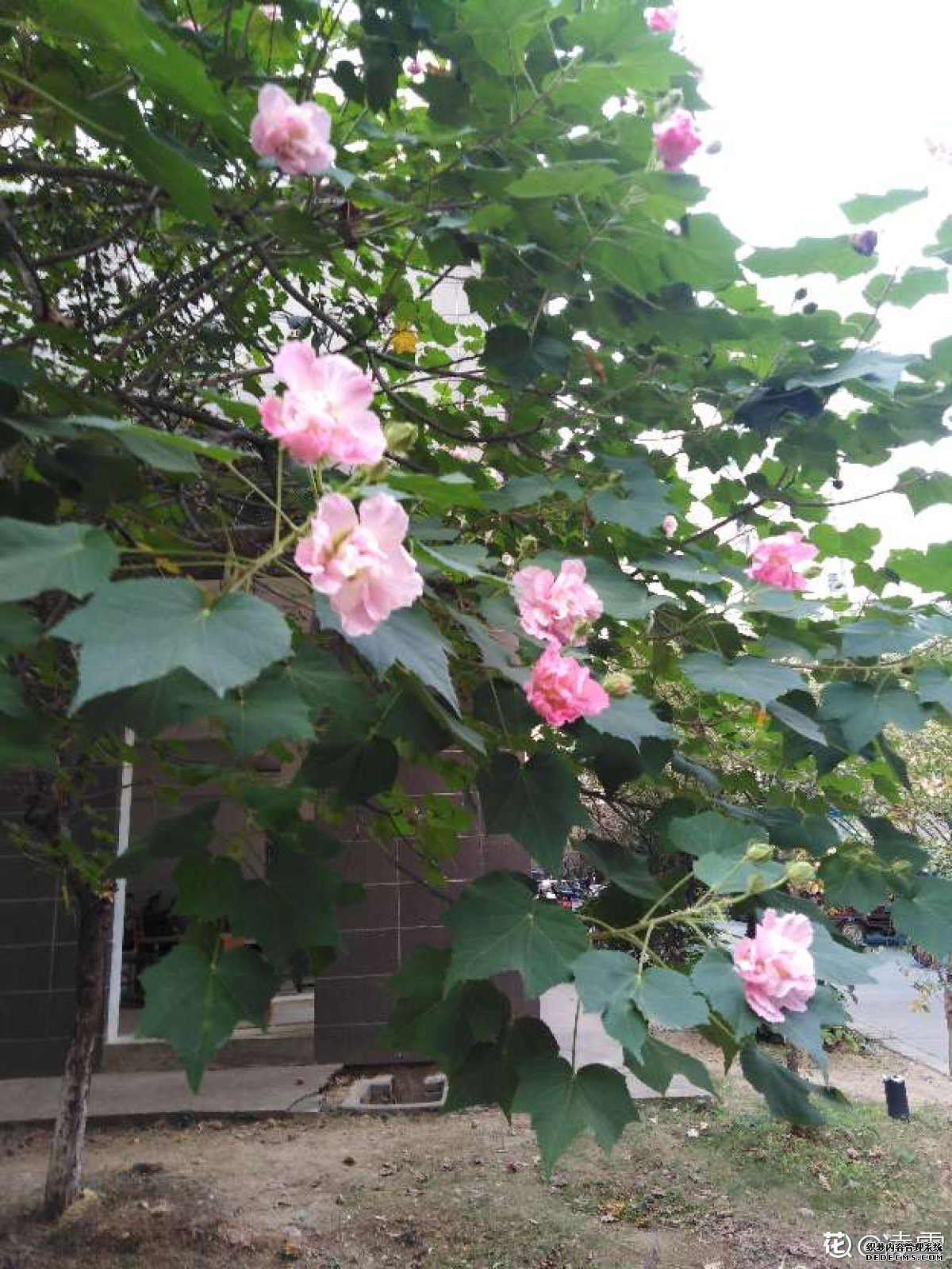木芙蓉花