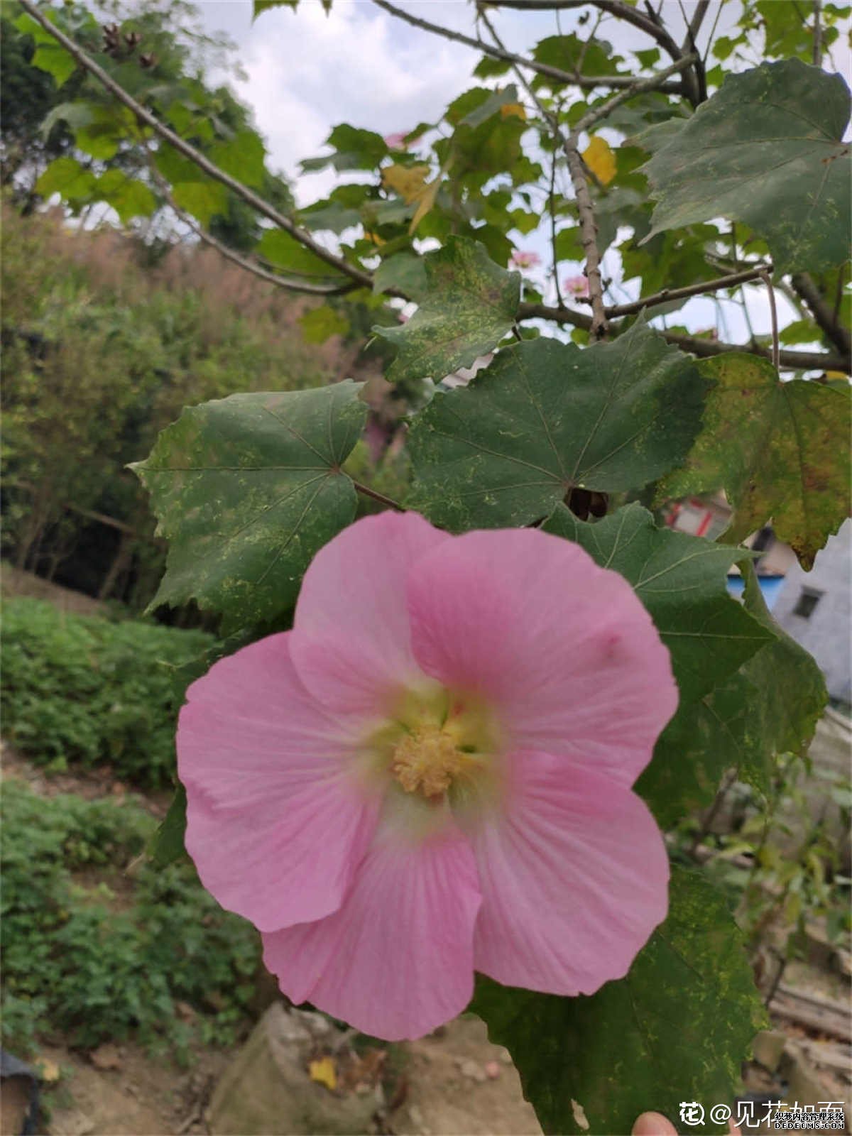 木芙蓉花精美图片