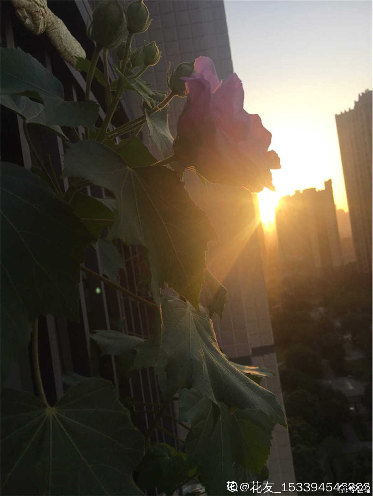拒霜木芙蓉花