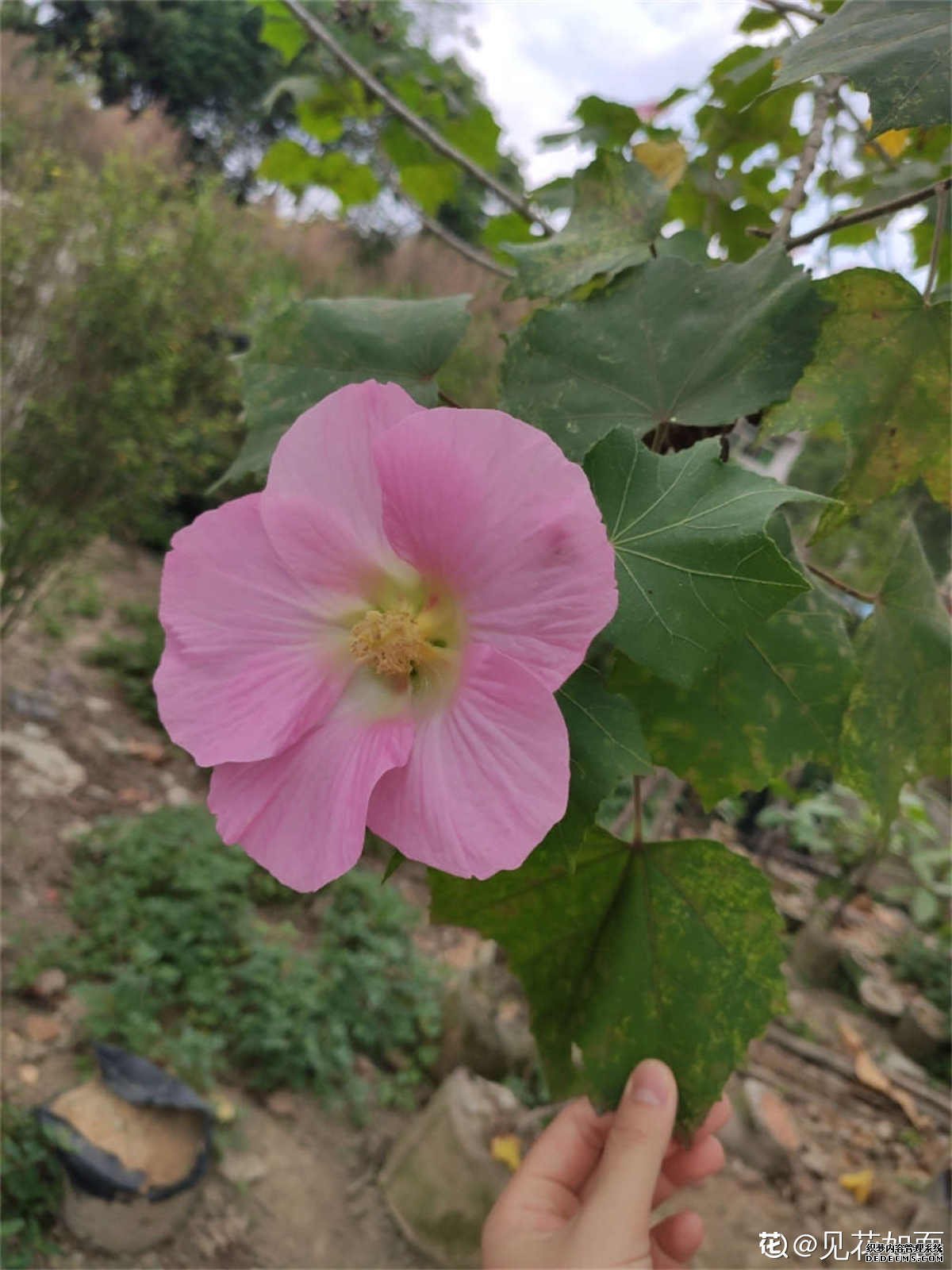 粉嘟嘟的木芙蓉花