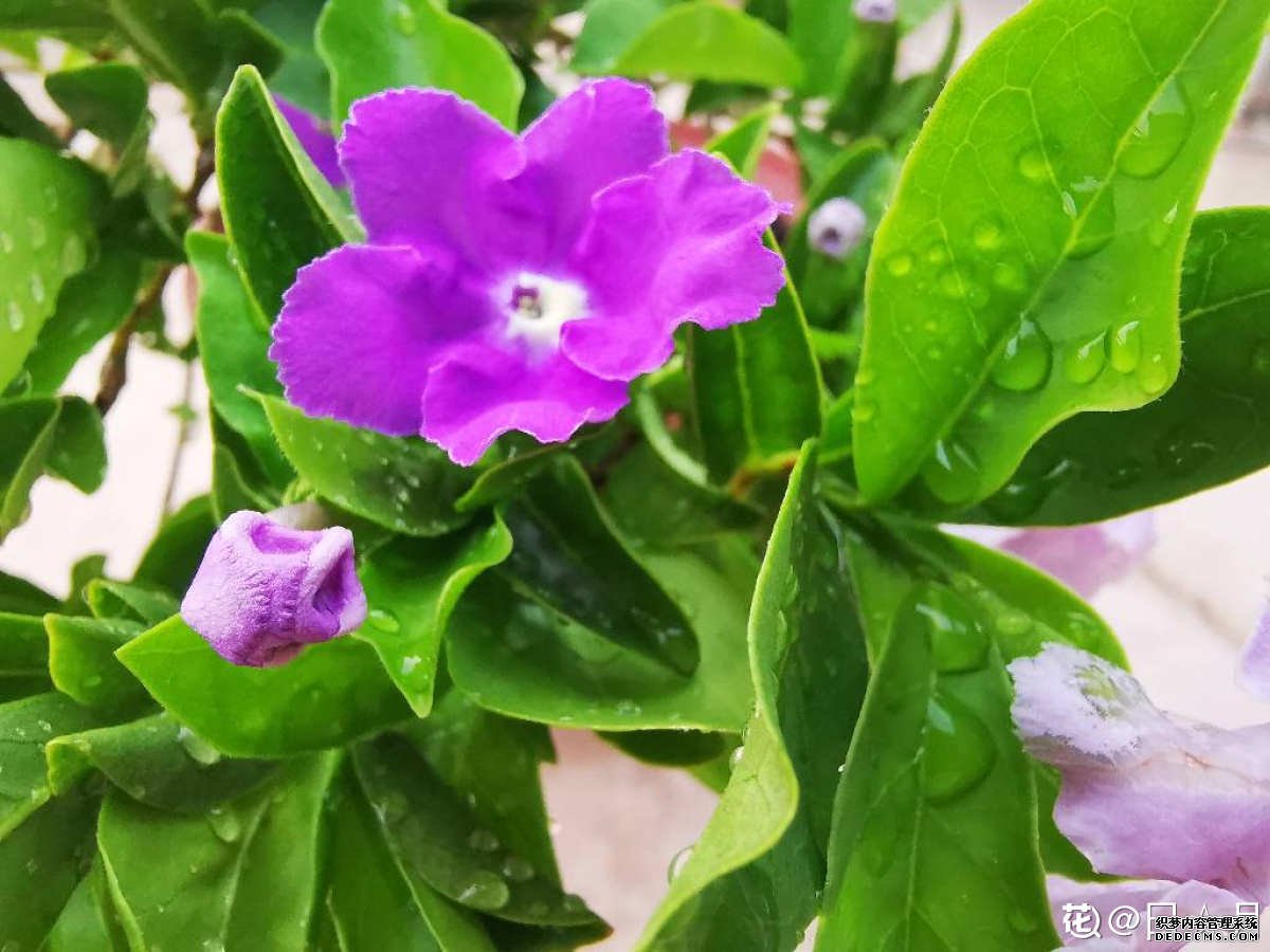 “见异思迁”的双色茉莉