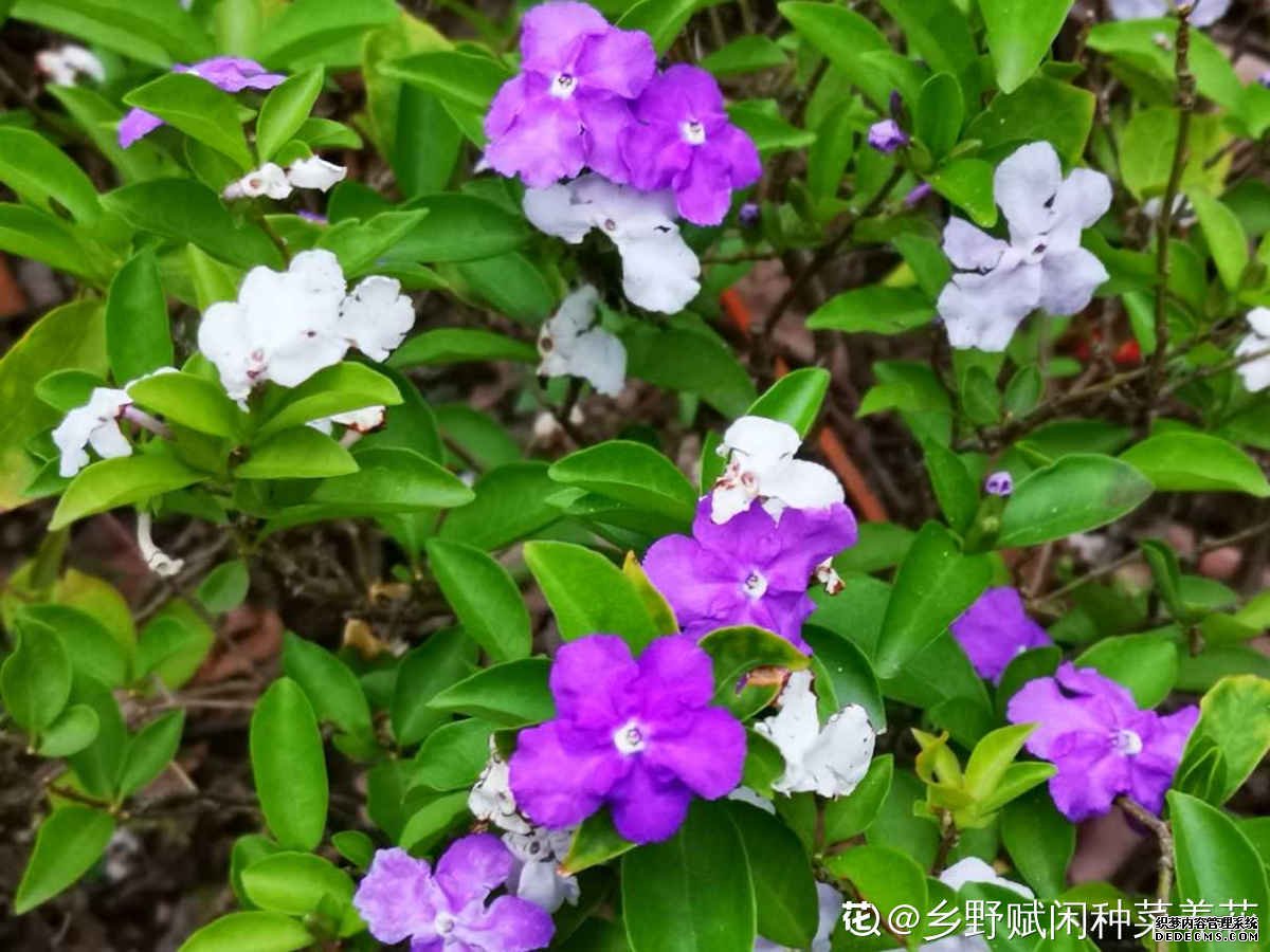 双色茉莉