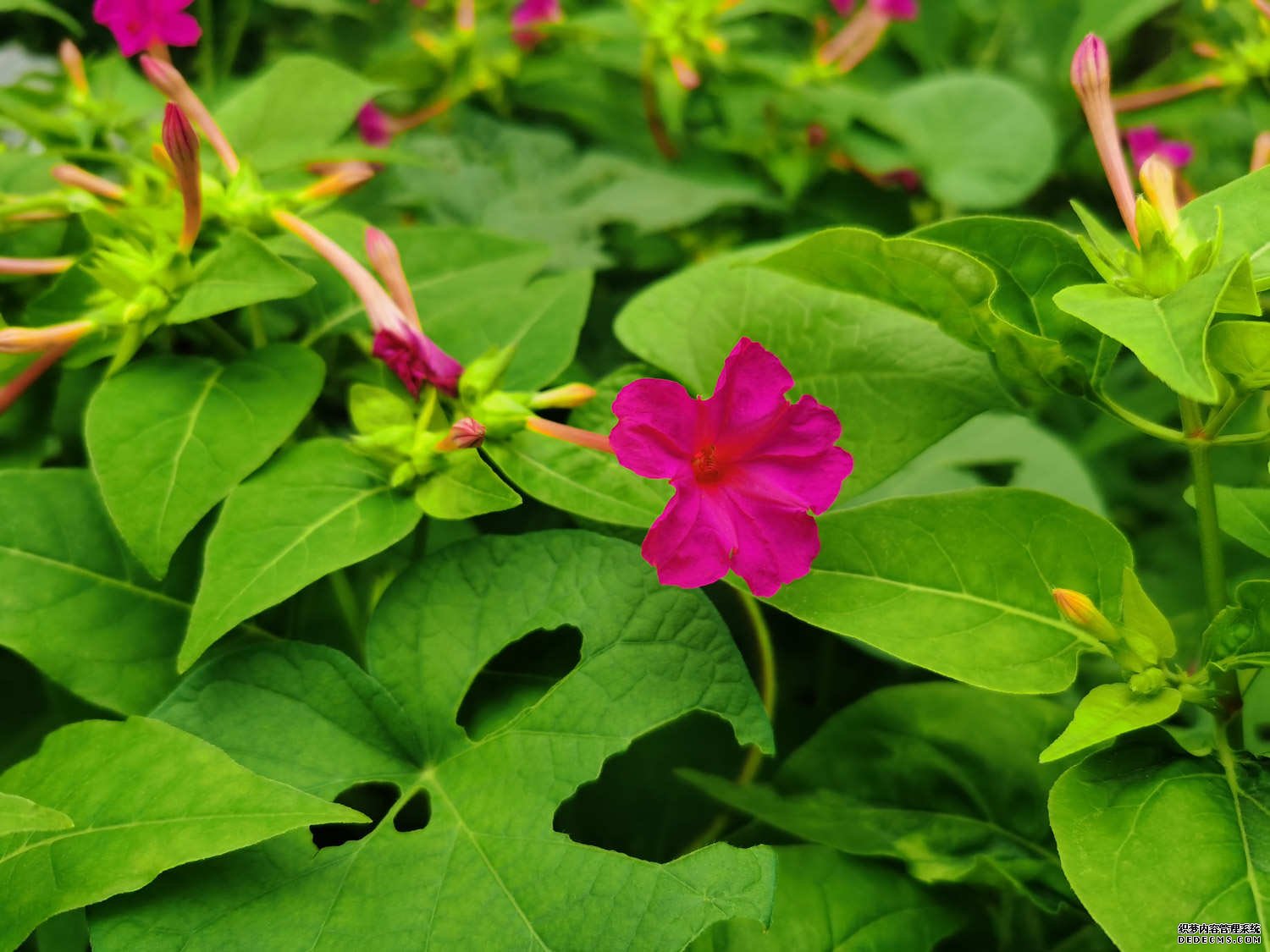 草茉莉