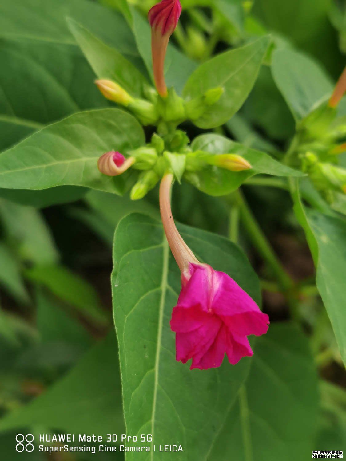白色草茉莉