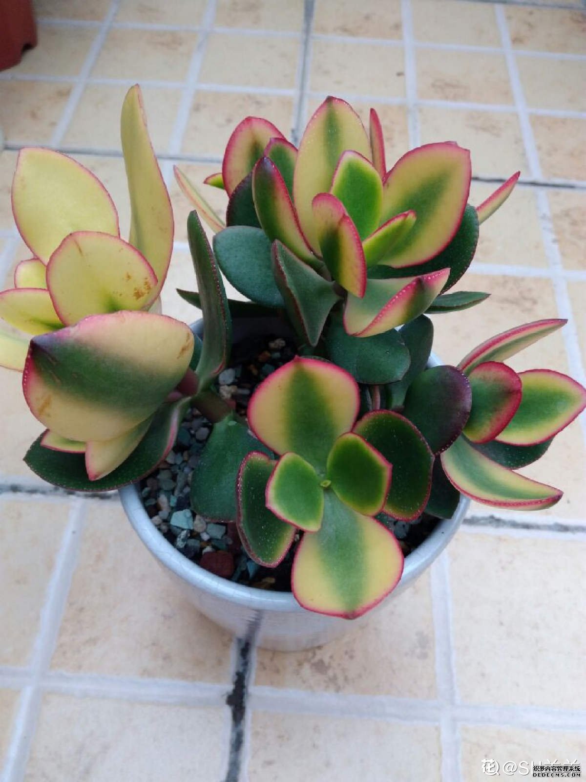 花月锦的美图