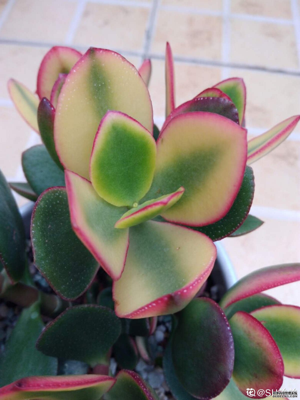 花月锦的图片