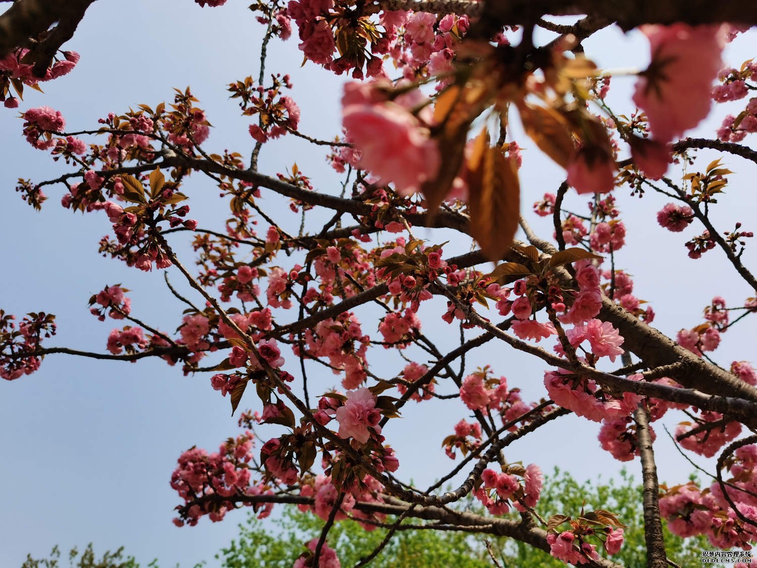 鸟与樱花