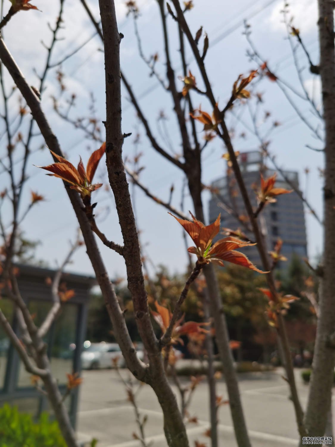 似云似雪的樱花