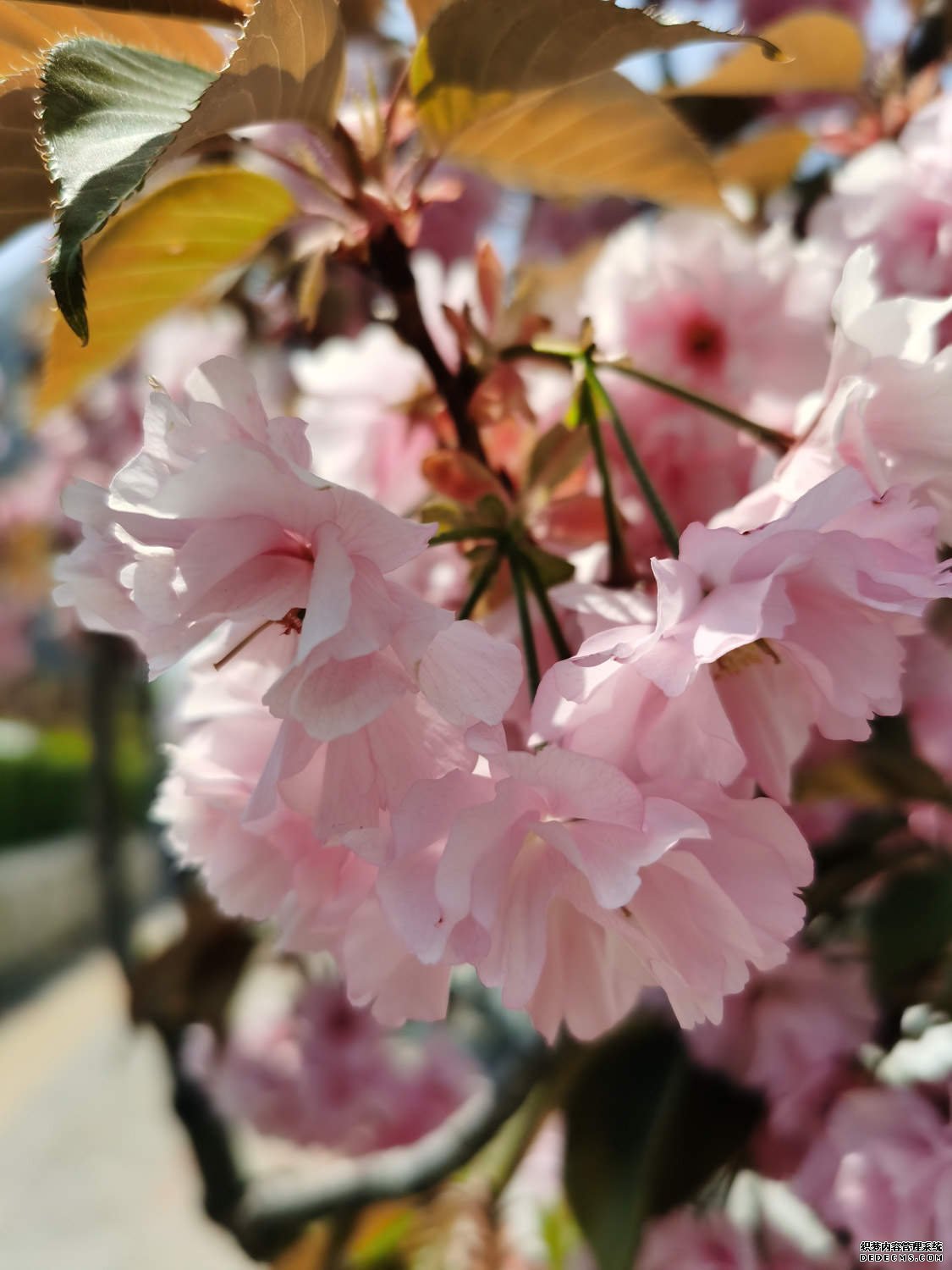 花团锦簇的樱花