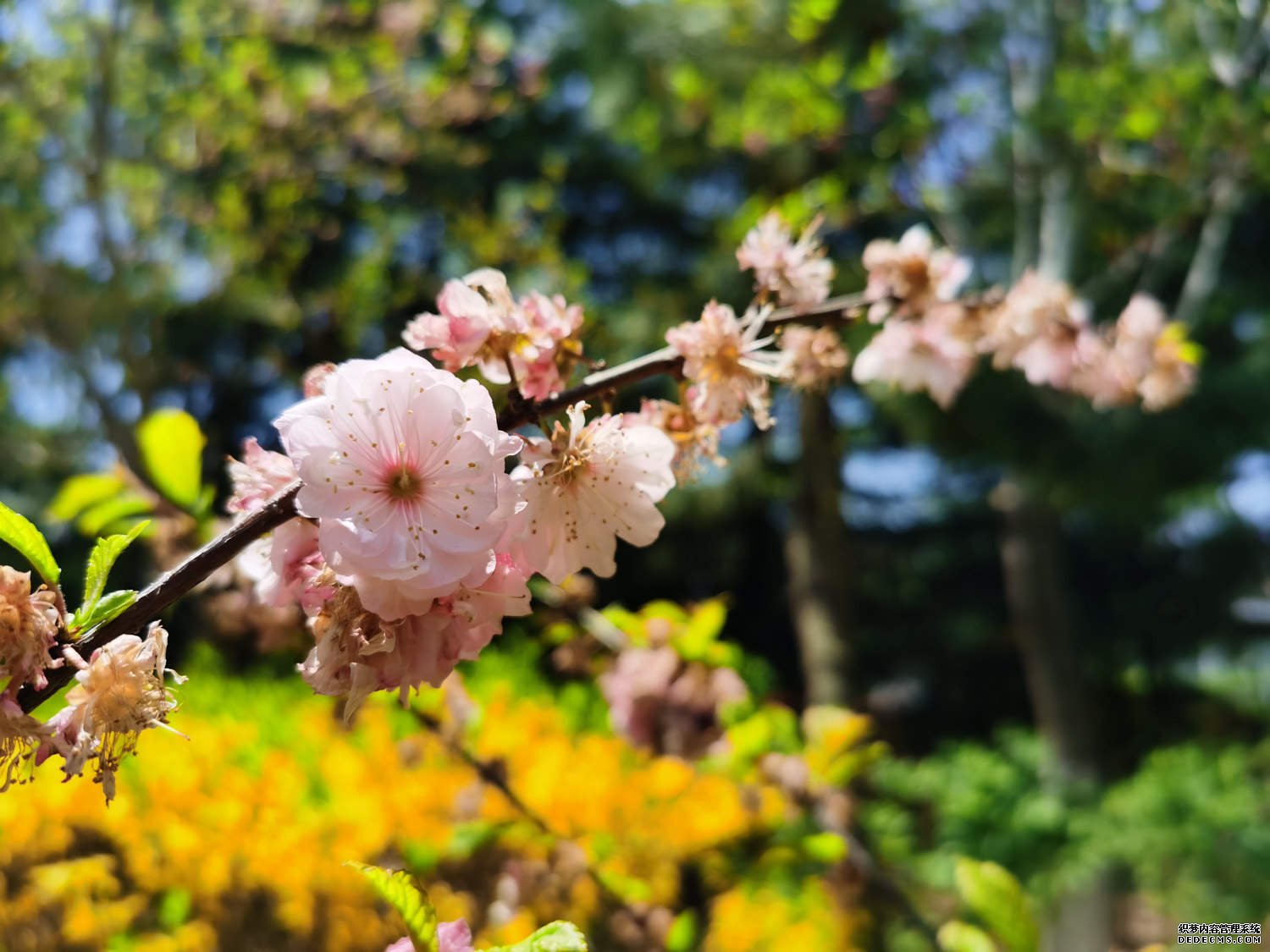 万绿丛中一簇樱，淡红娇嫩惹心醉——樱花