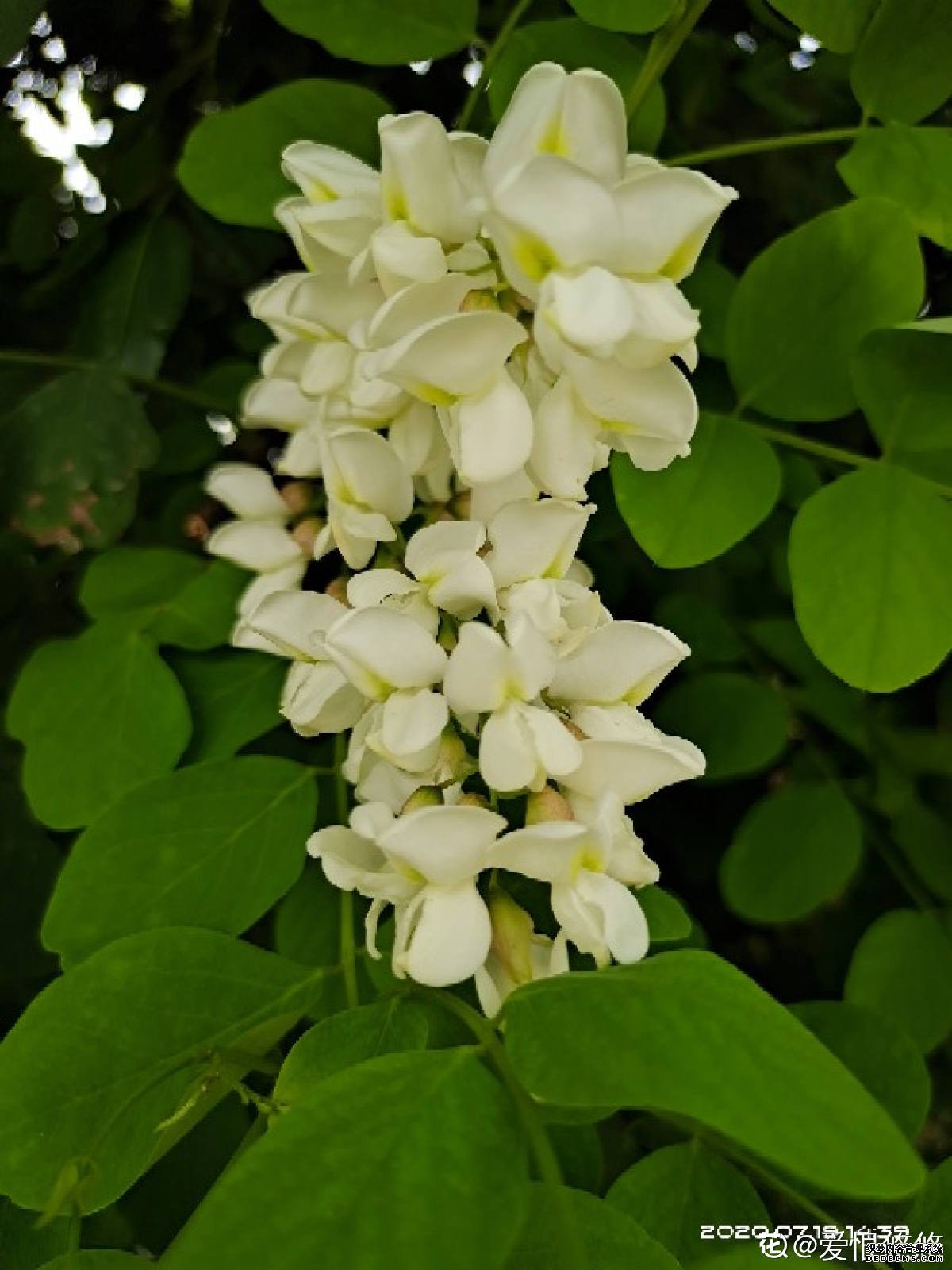 实用的槐花