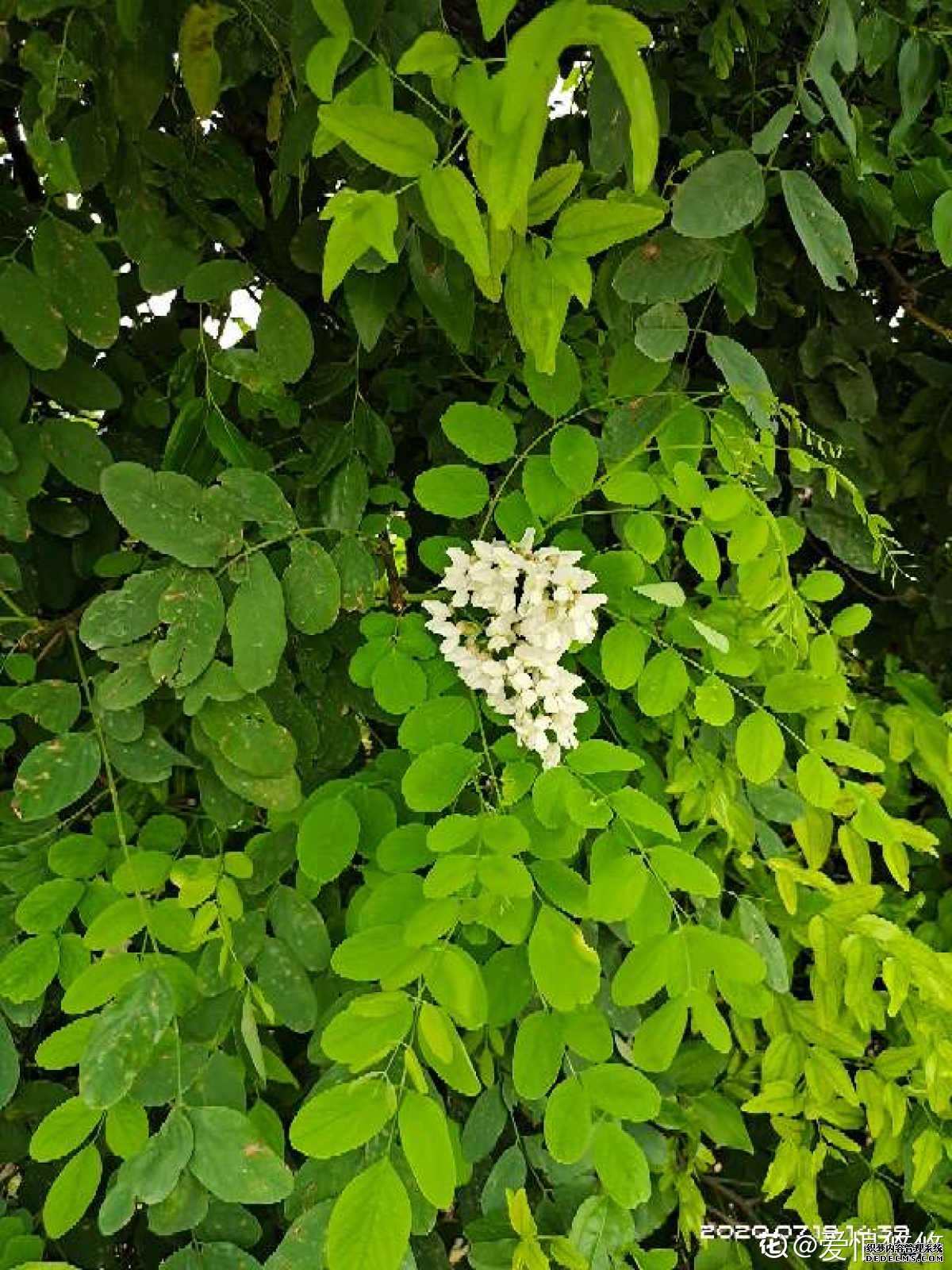 高山槐花开