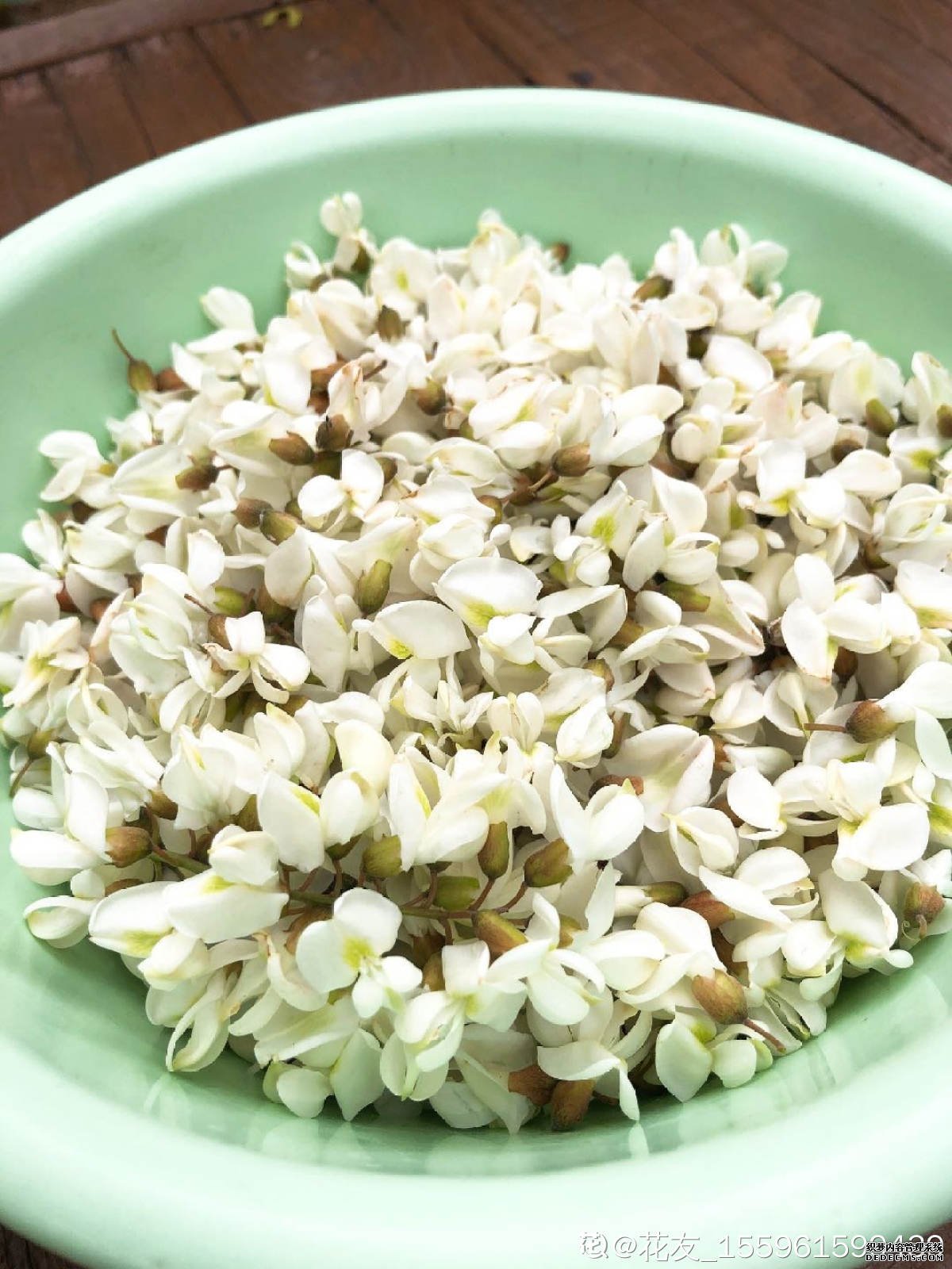 高山槐花开