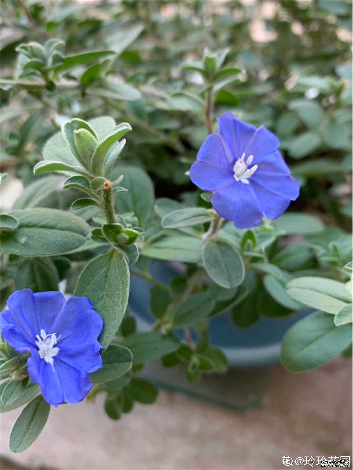 雨中蓝星花