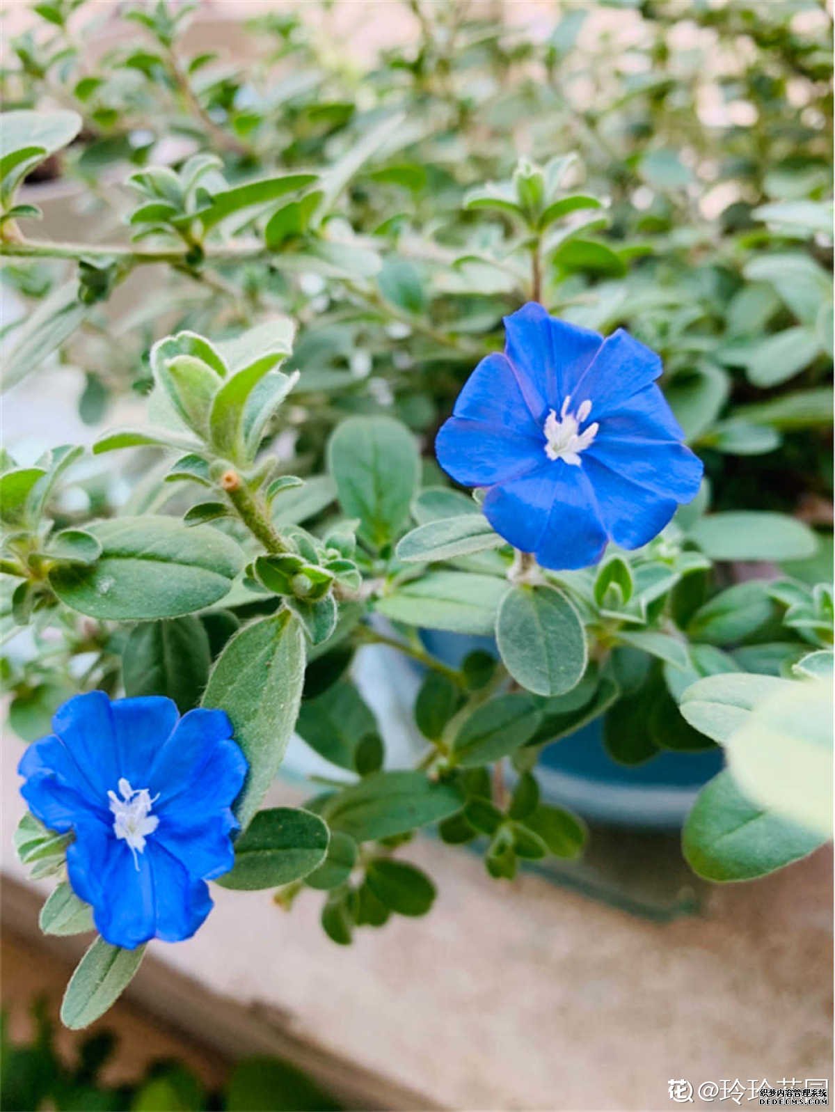 蓝星花群